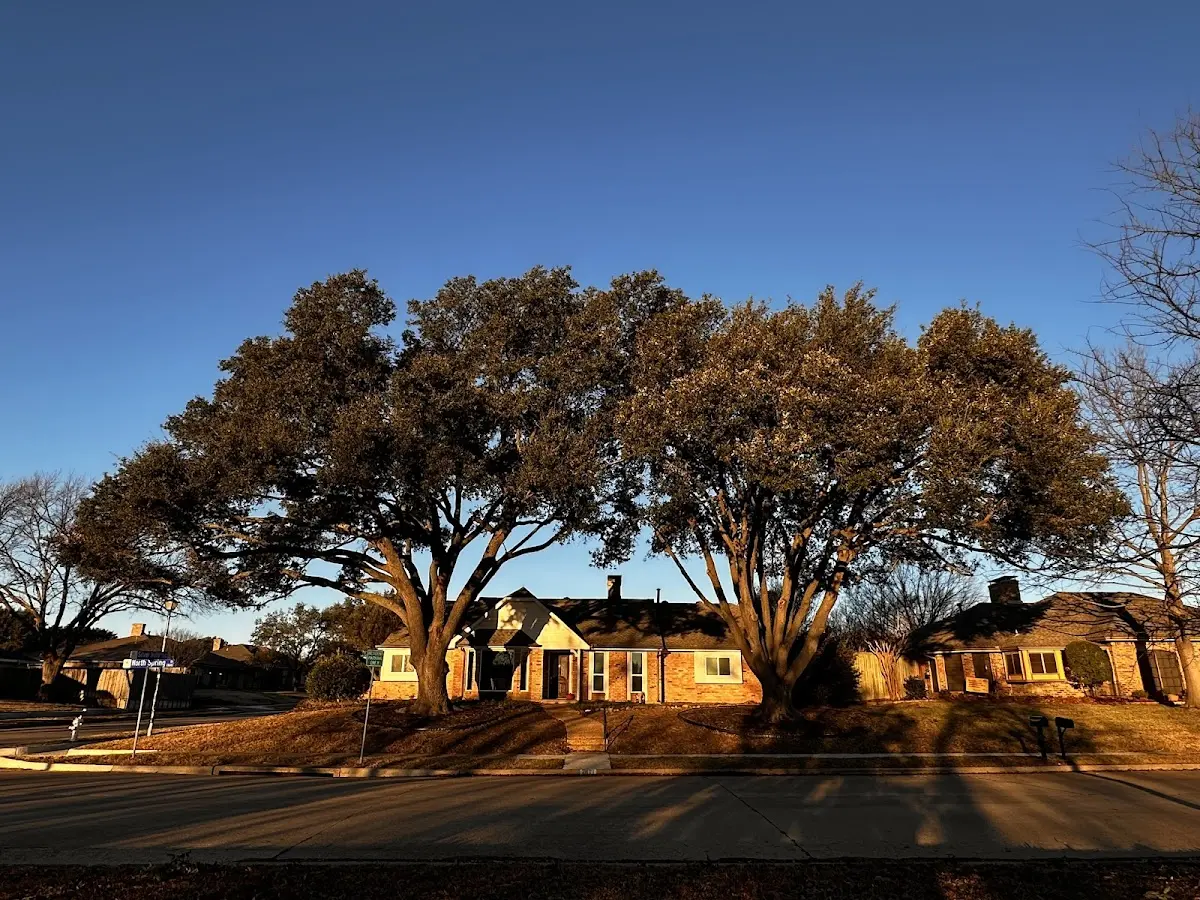 Established residential canopy tree shading a home in Ramona